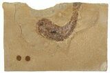 Jurassic Fossil Fish (Hulettia) - Wyoming #188873-1